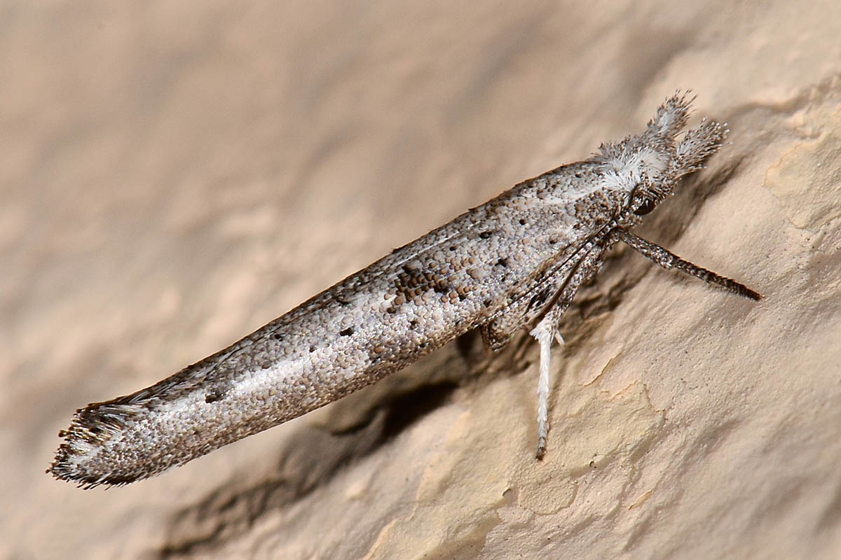 Yponomeutidae: Paradoxus osyridellus? S